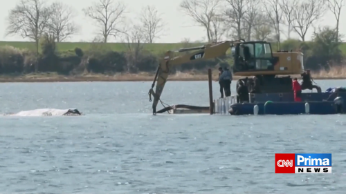 Záchrana velryby na severu Německa se nedaří