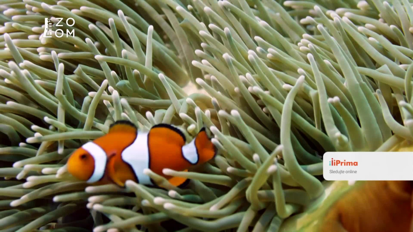 David Attenborough: Velký bariérový útes (1) - Upoutávka HbbTV