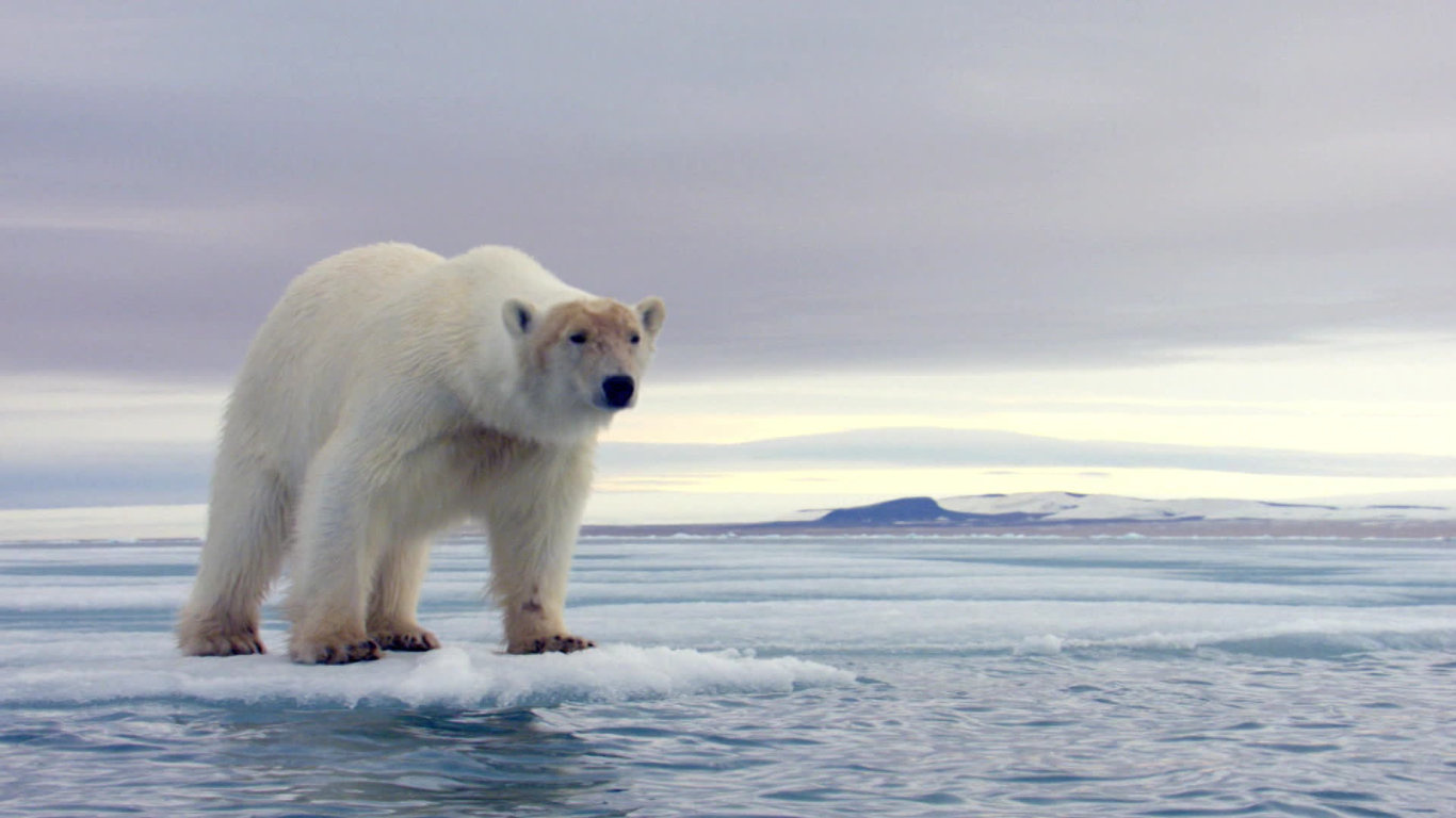 David Attenborough: Lov (5) - upoutávka