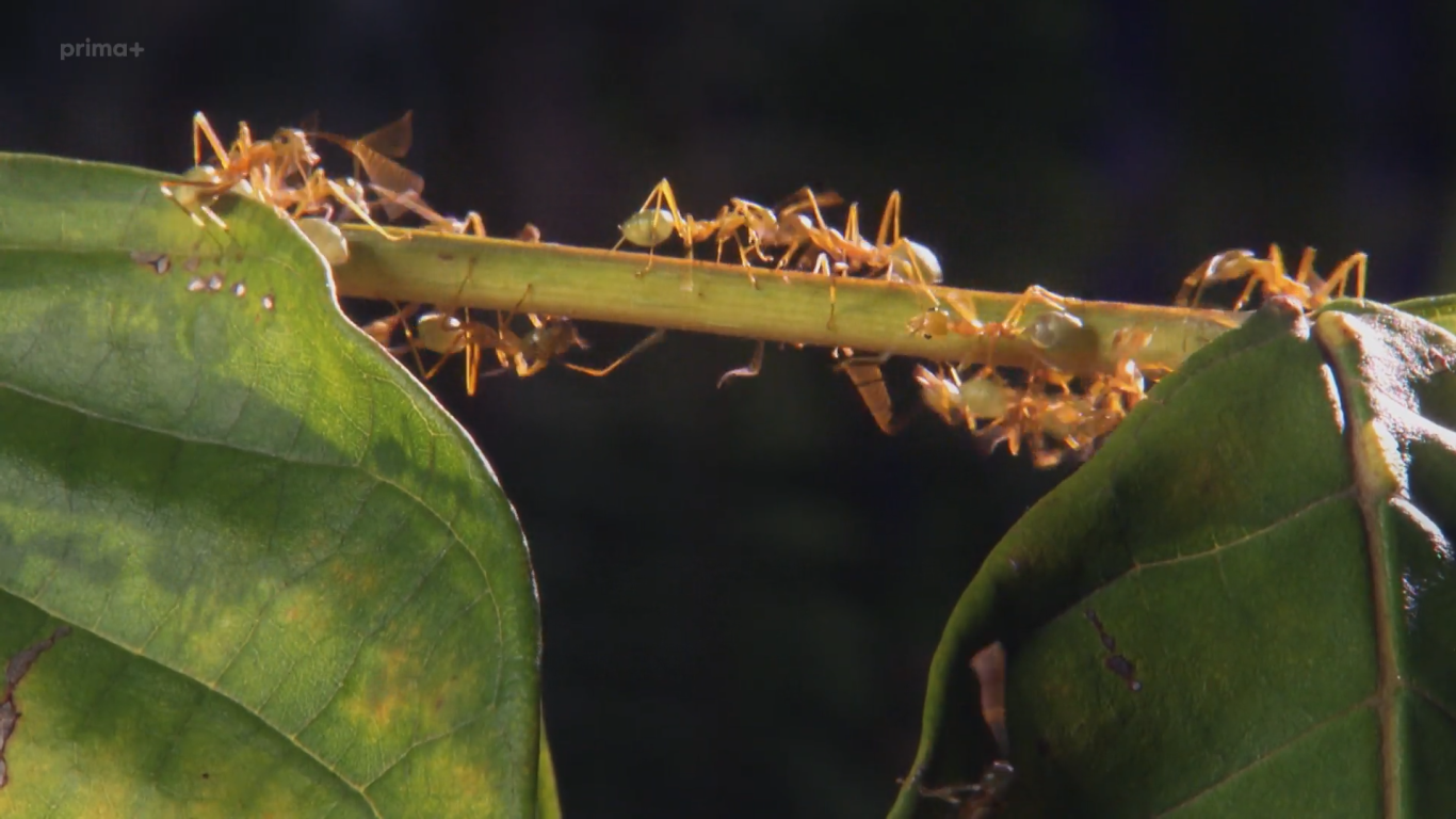 Nejdivočejší místa naší planety (10) - krejčíci