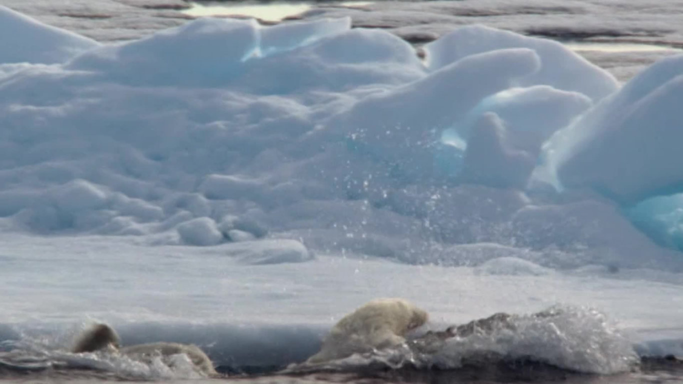 Lov 2 - útok ledního medvěda