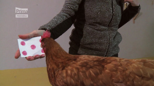 Šampioni (1) - upoutávka