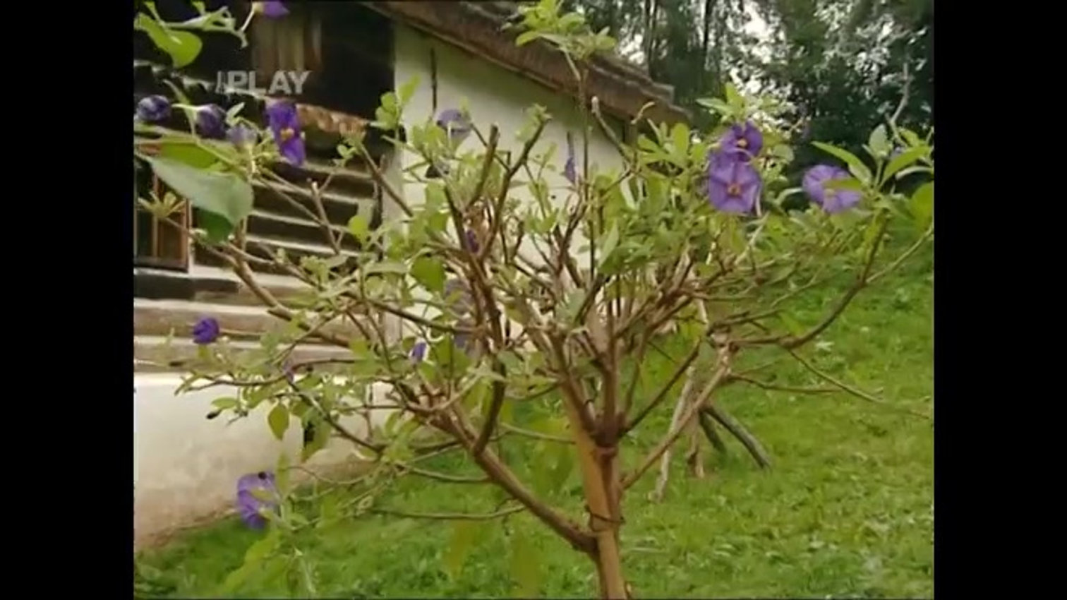 Náhled videa
