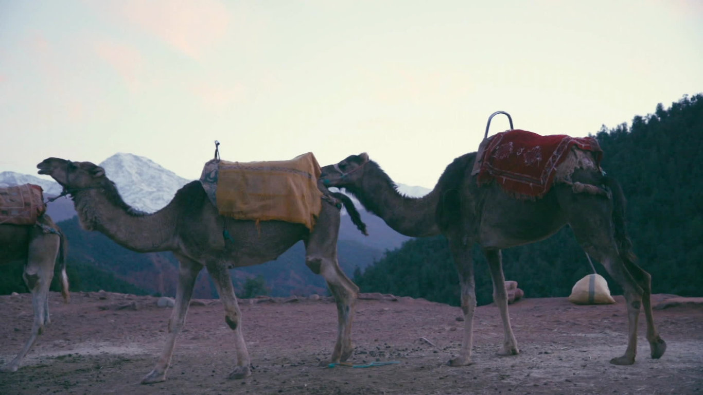 Mazlíčci z divočiny (1) - upoutávka