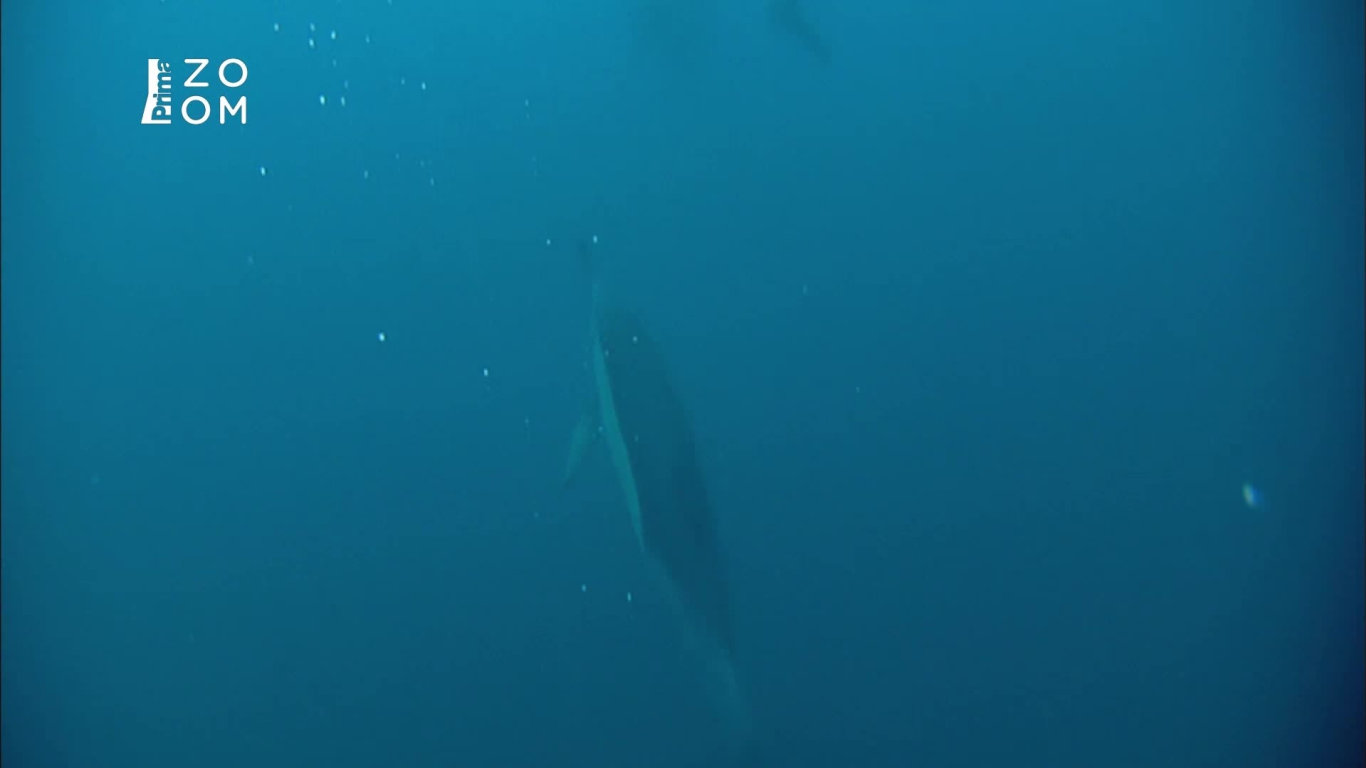 Největší zabijáci Afriky 2 - upoutávka HbbTV