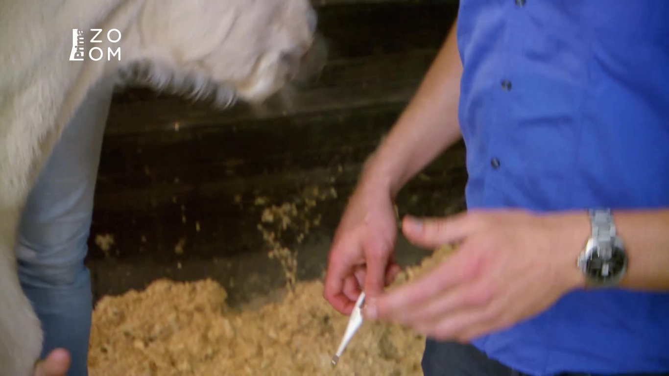 Veterinář z Bondi Beach Upoutávka HbbTV