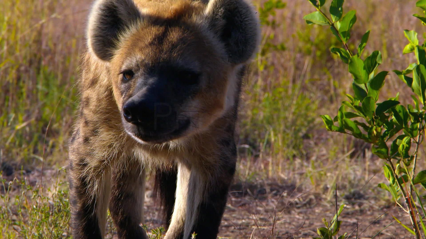 Zabijácké IQ: Lev versus hyena (1) - upoutávka