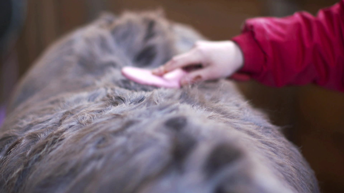 Veterinář z vysočiny (1) - upoutávka