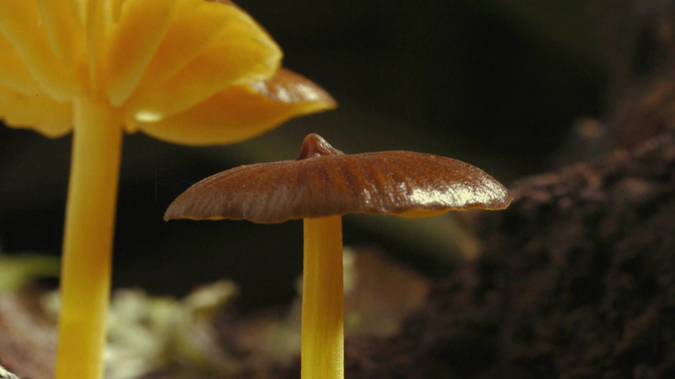 Nejpodivnější divy světa (5) - upoutávka