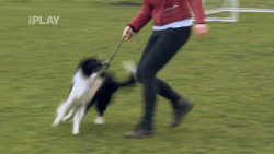 Výcvik Border kolie (dog dancing)