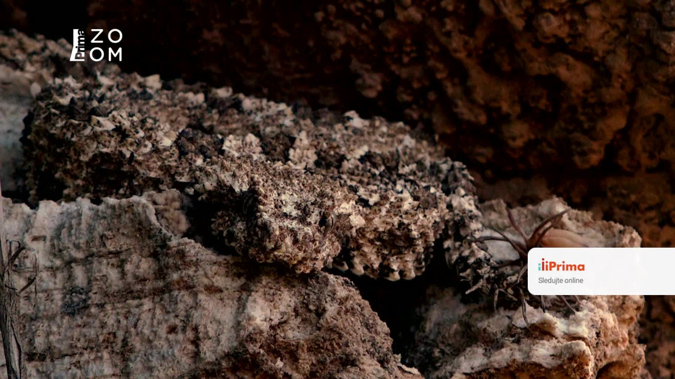 Nejpodivnější divy světa II (1) - Upoutávka HbbTV