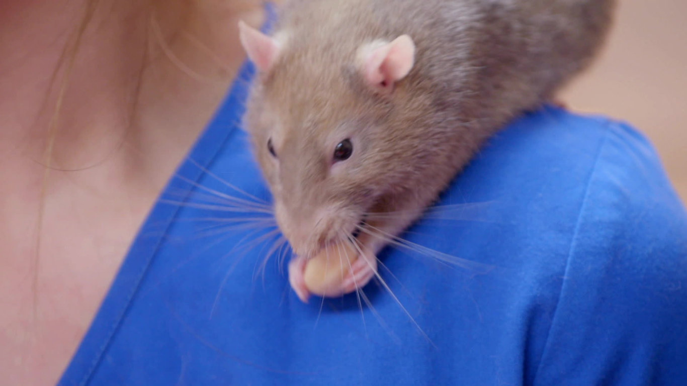 Veterinář z Bondi Beach: Napříč Austrálií (1) - upoutávka