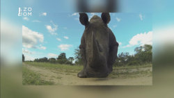 Největší zabijáci Afriky II 1 - upoutávka HbbTV