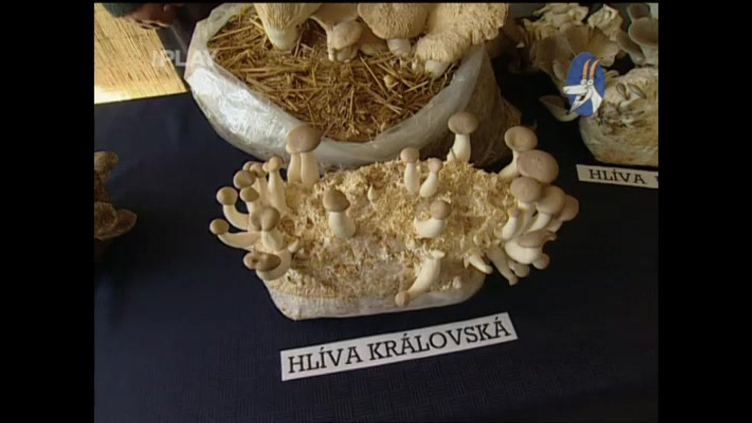 Náhled videa