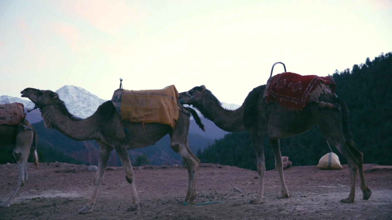 Mazlíčci z divočiny (1) - upoutávka