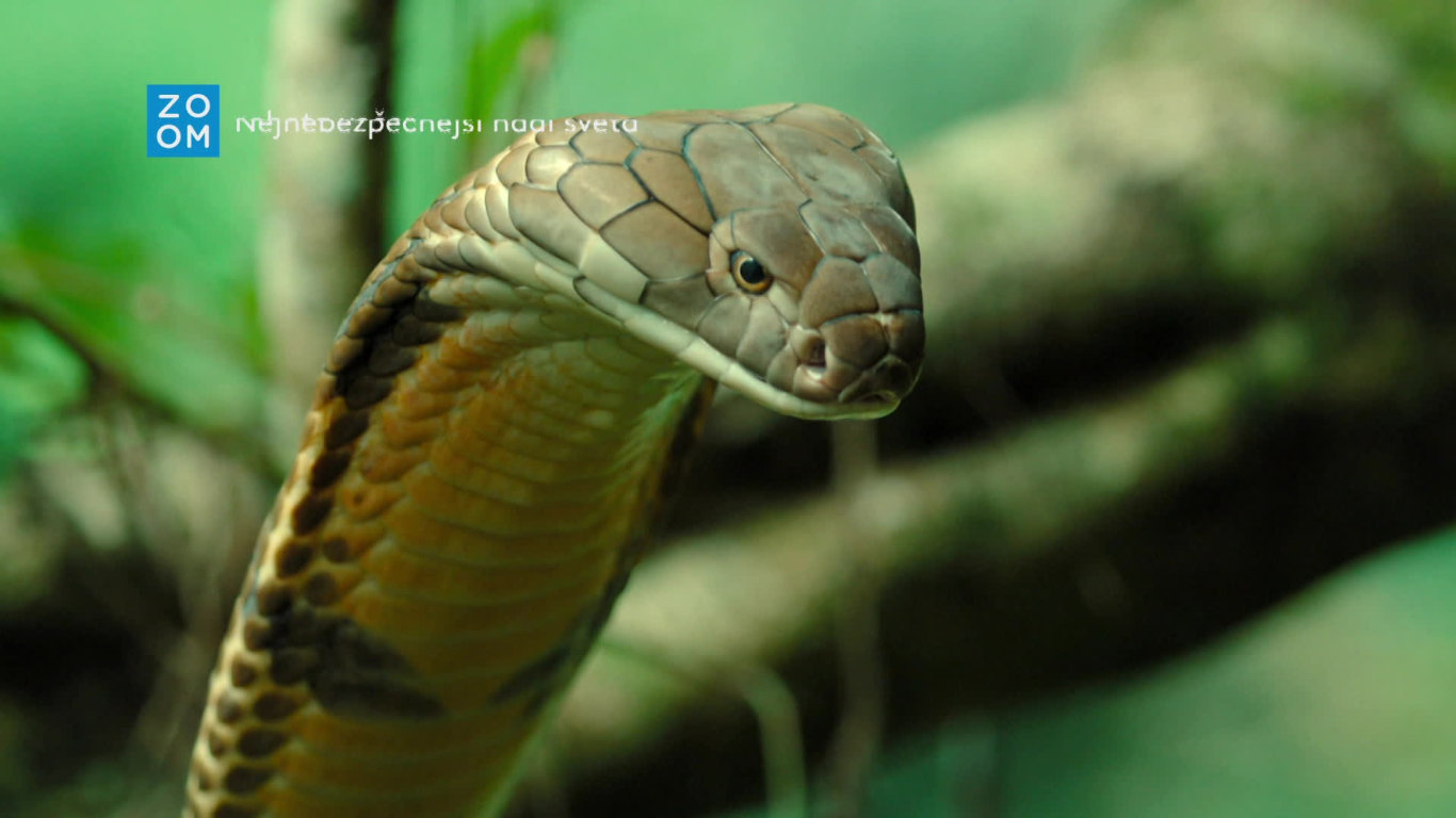 Nejnebezpečnější hadi světa (1) - upoutávka