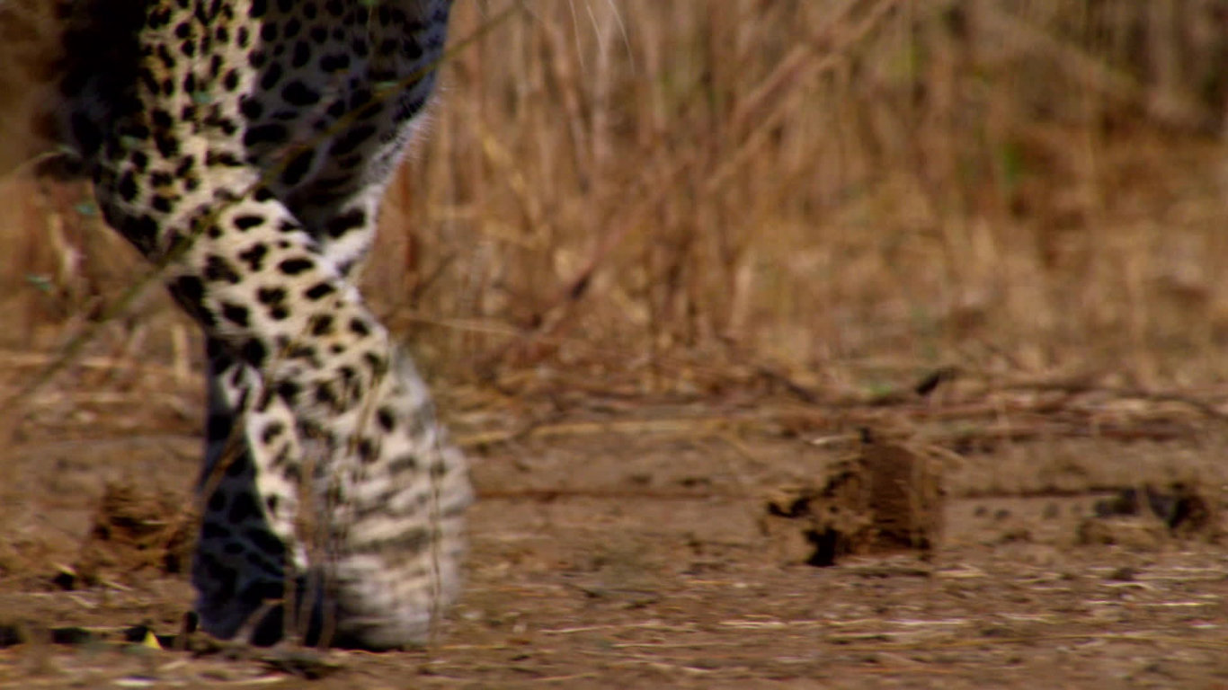David Attenborough: Lov (1) - upoutávka
