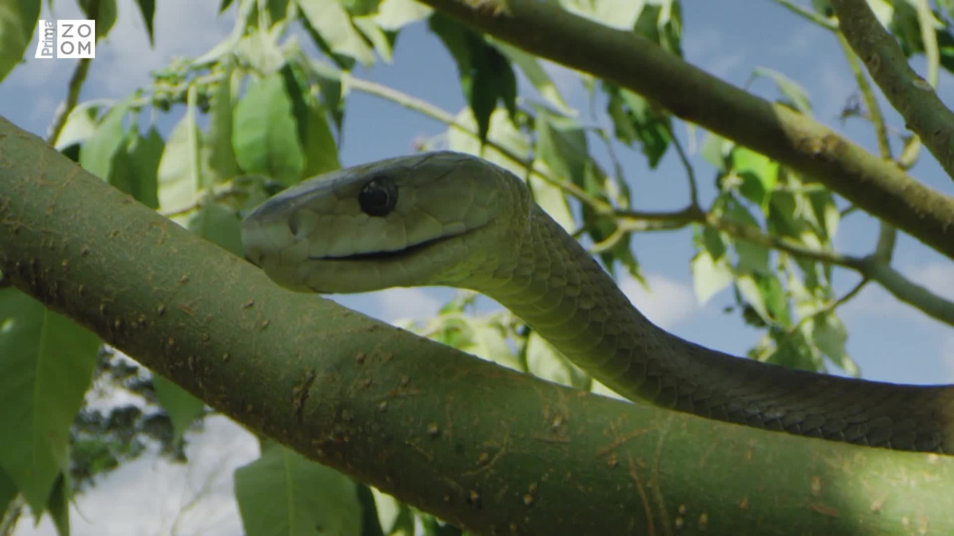 Nejnebezpečnější hadi světa: Mamba černá