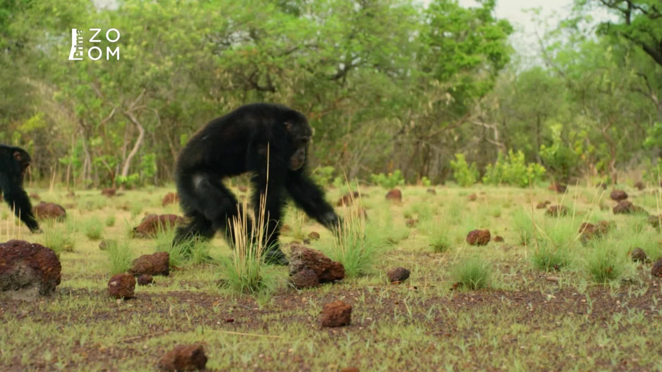 David Attenborough: Zvířecí dynastie (1) - Upoutávka HbbTV