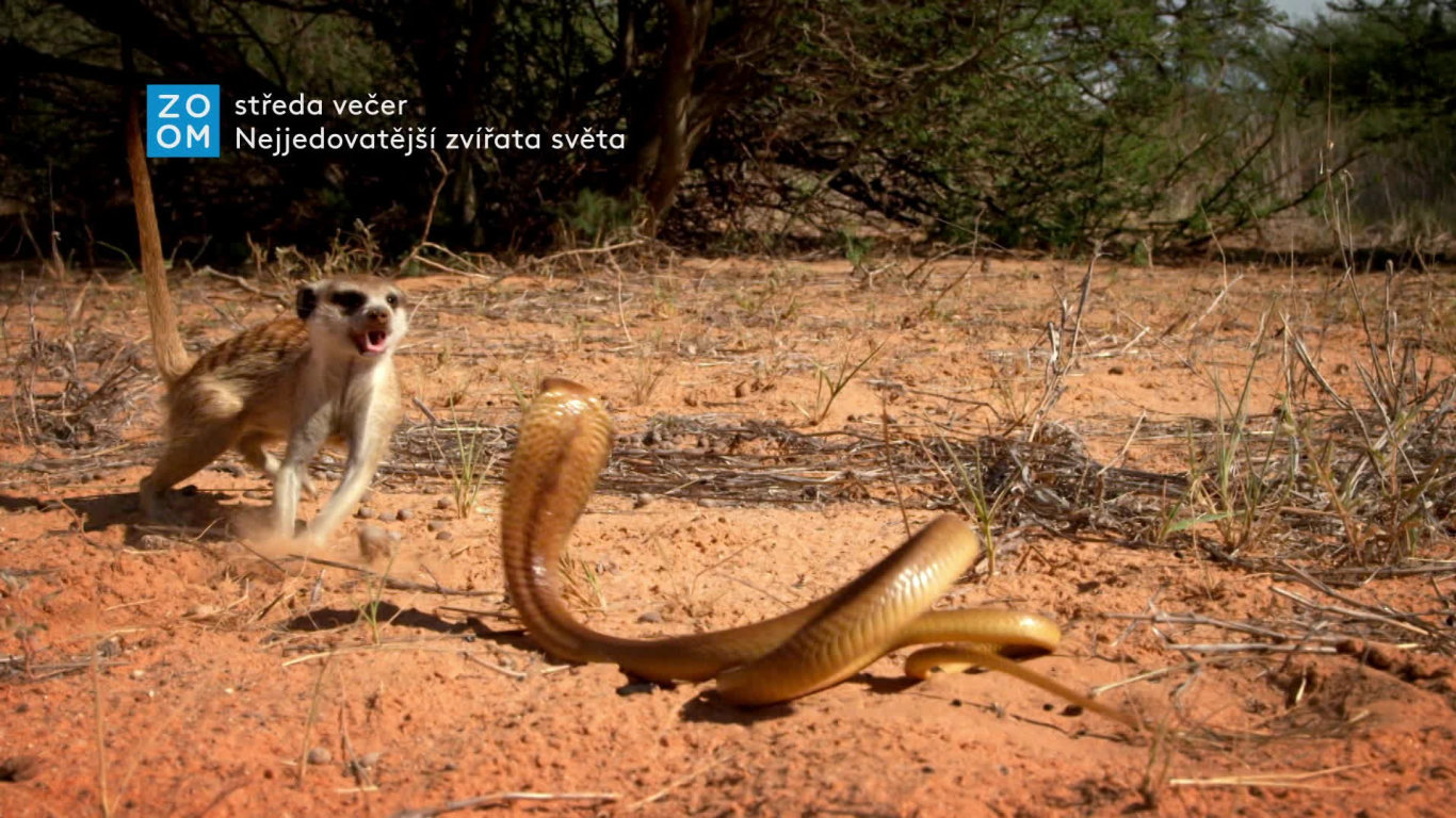 Nejjedovatější zvířata světa (1) - upoutávka