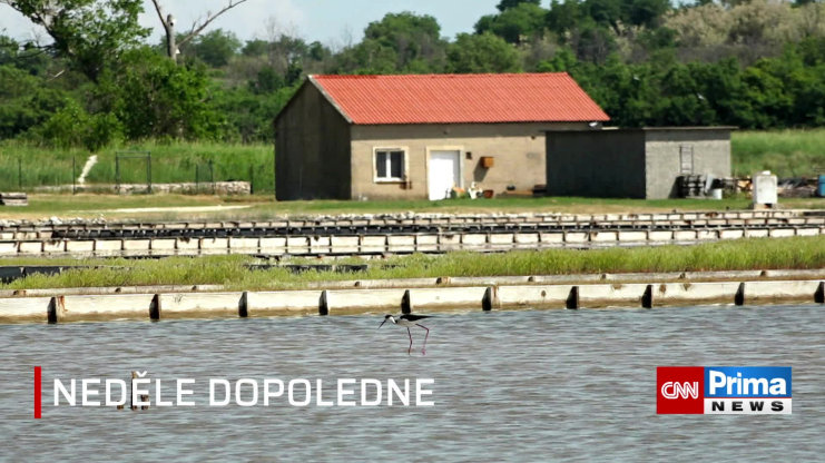 Náhled videa