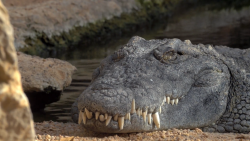 Nevysvětlitelná tajemství s Williamem Shatnerem III (13) - krokodýli