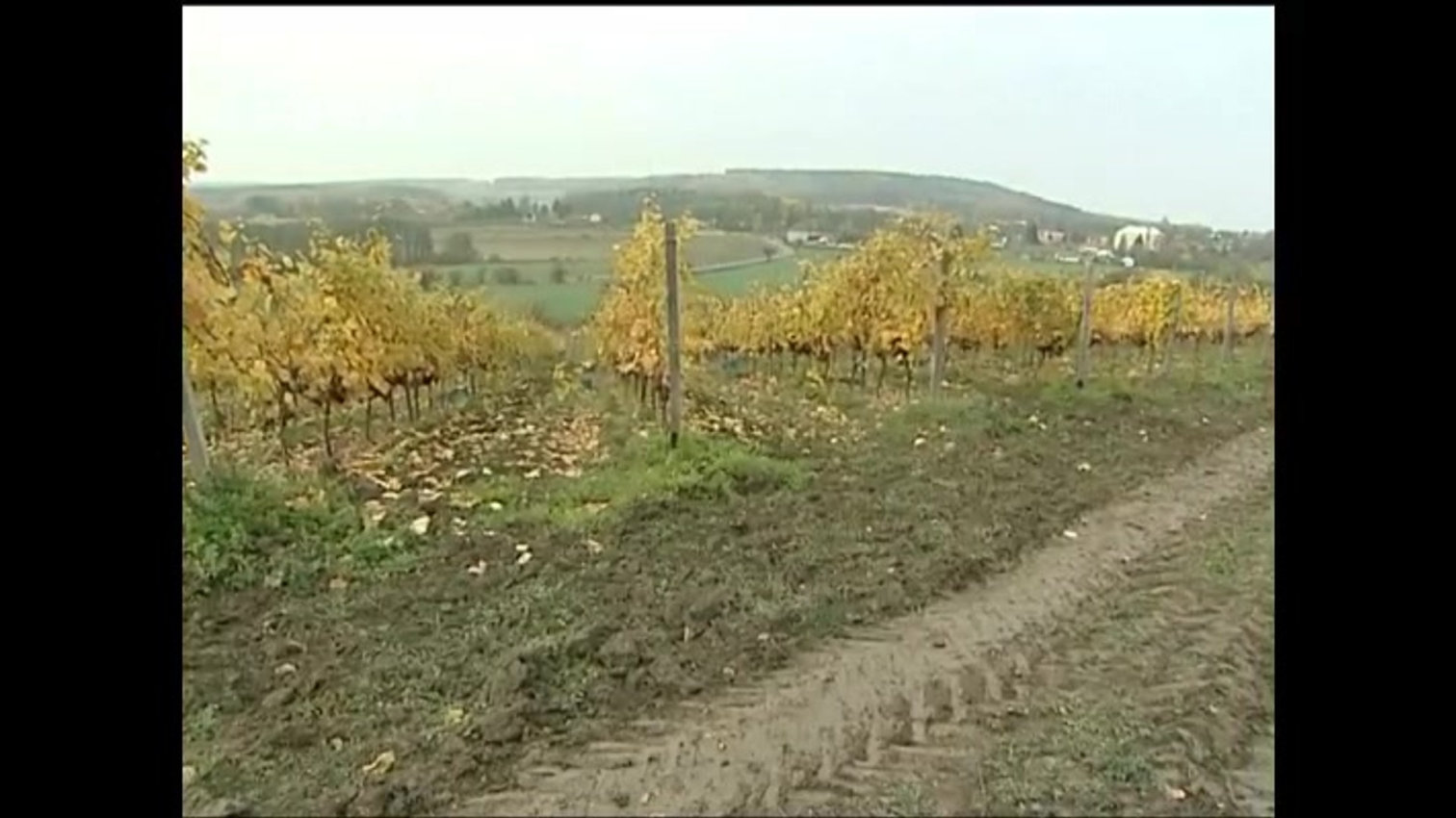 Náhled videa