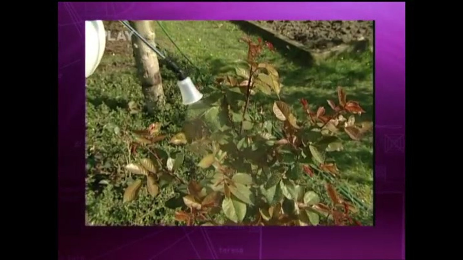 Náhled videa