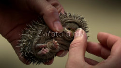 Veterinář z Yorkshiru II (1) - upoutávka