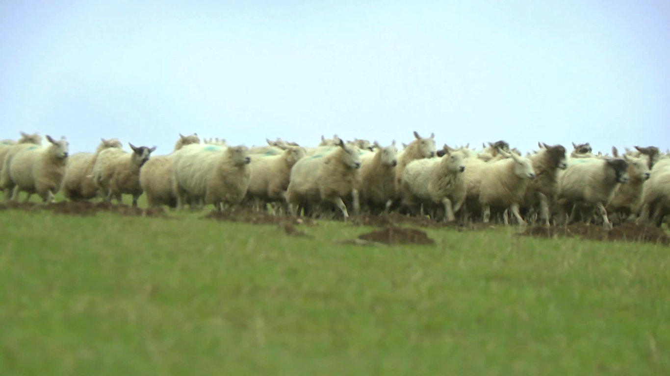 Veterinář z Yorkshiru IX (1) - upoutávka