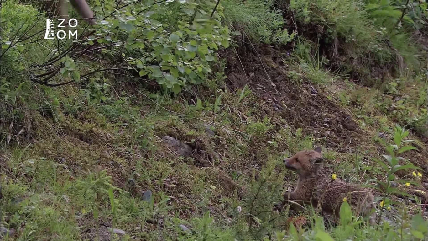 Divoký sever 1 - upoutávka HbbTV