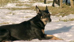 Australská kelpie