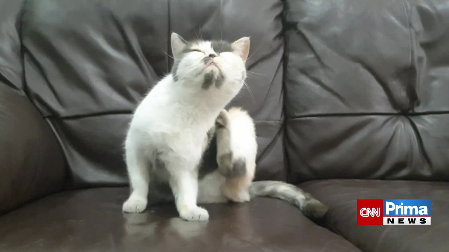 Náhled videa