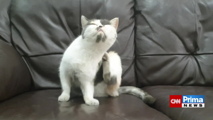 Náhled videa