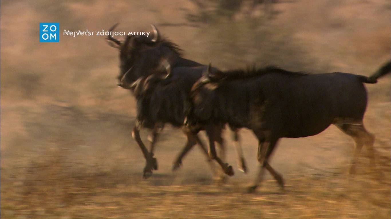 Největší zabijáci Afriky IV (1) - upoutávka