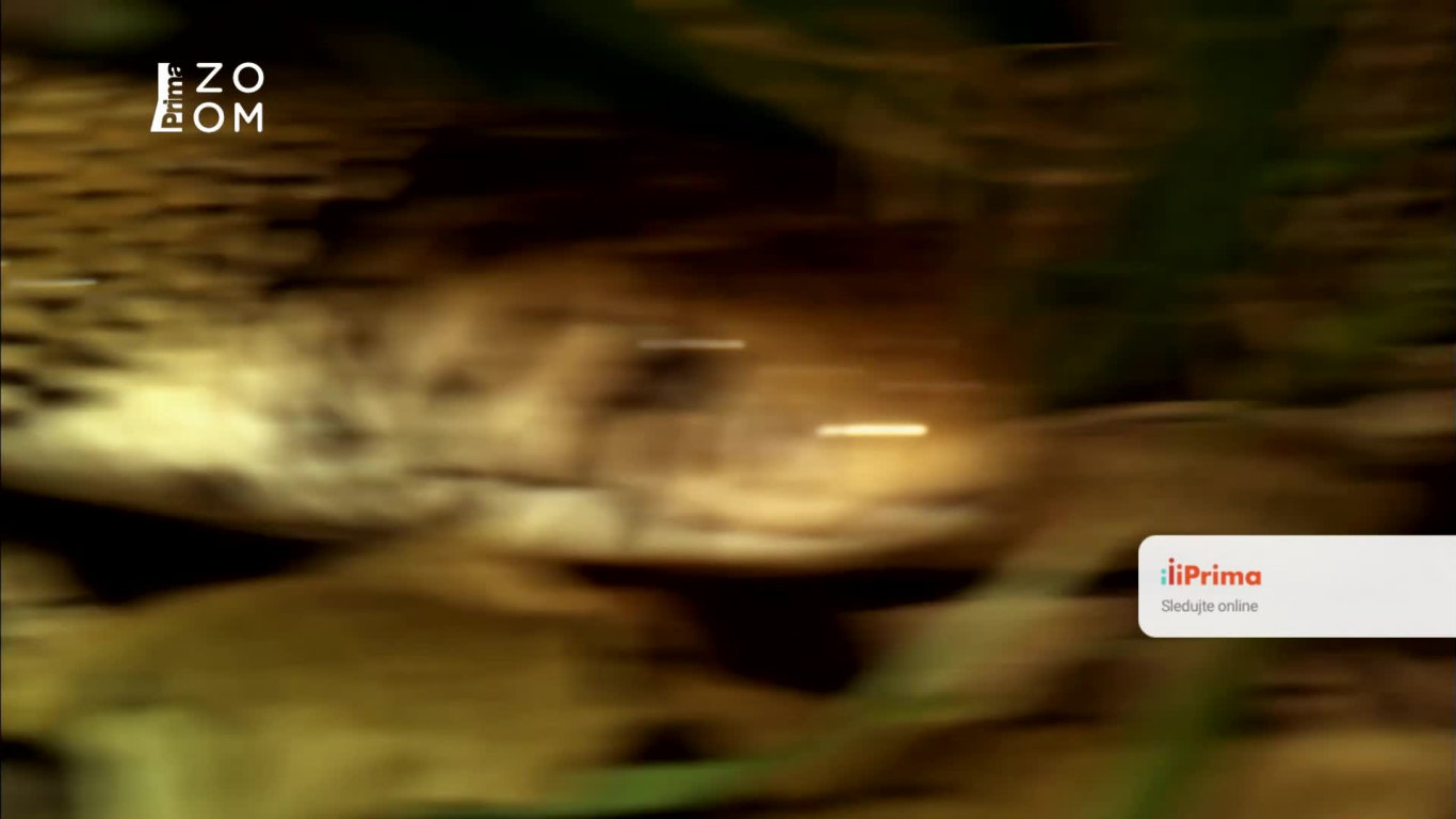 Rychlost zabíjí II (3) - Upoutávka HbbTV