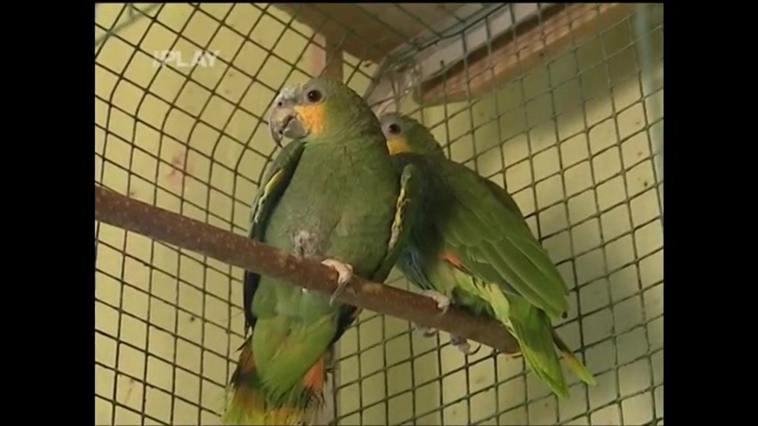 Náhled videa