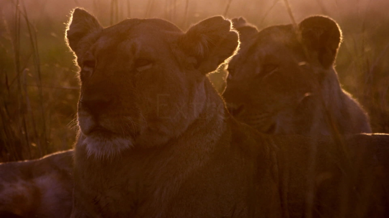 David Attenborough: Zvířecí dynastie (1) - upoutávka