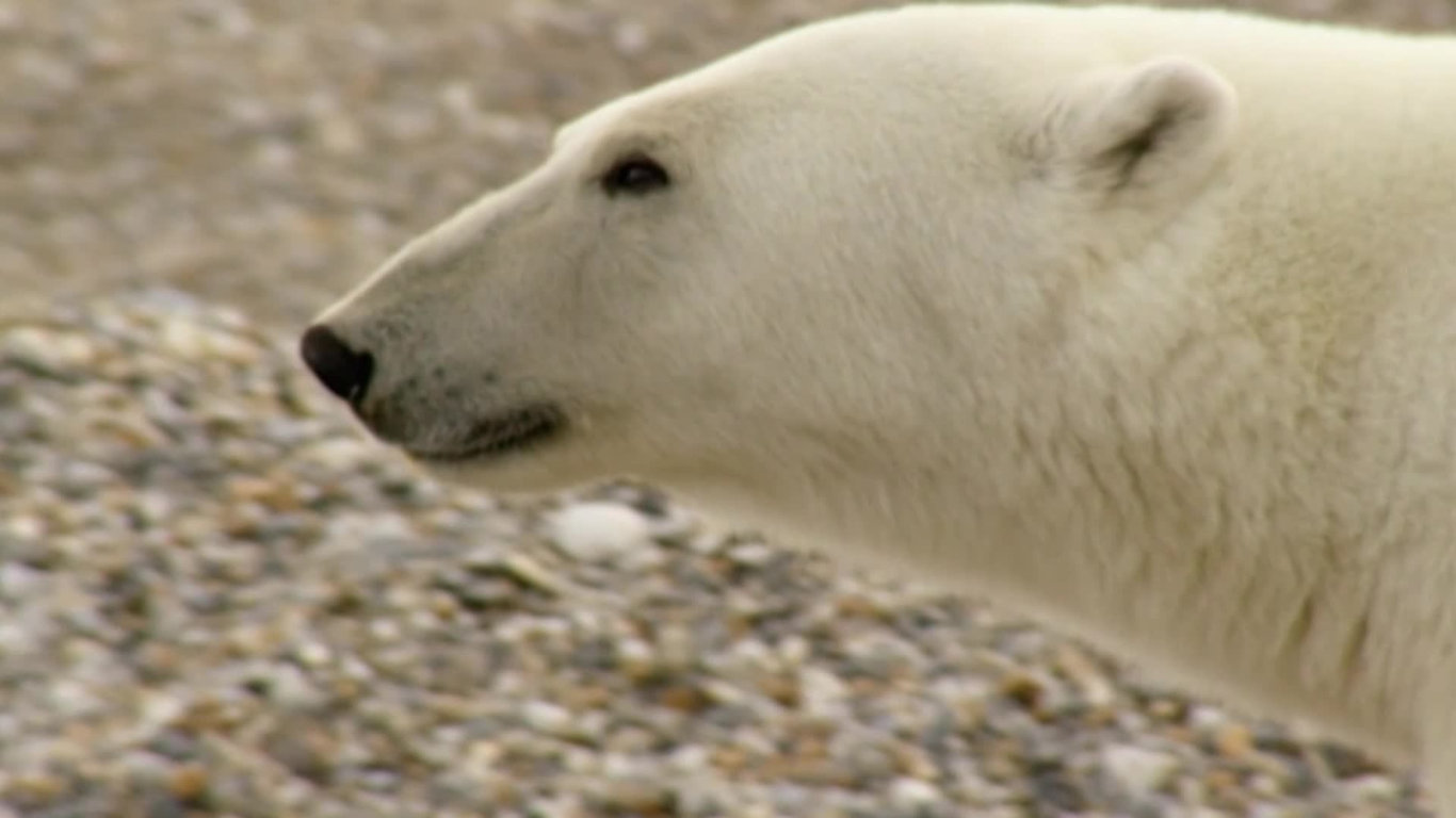 Lov 2 - lední medvěd vybírá hnízda