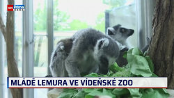 Prima svět – lemur