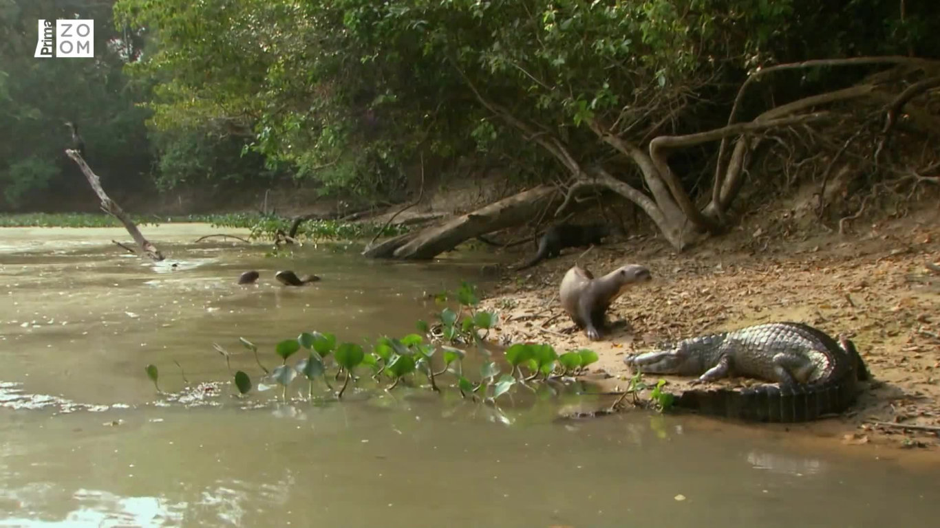 Peru: Divoké bojiště - Vydry proti kajmanovi