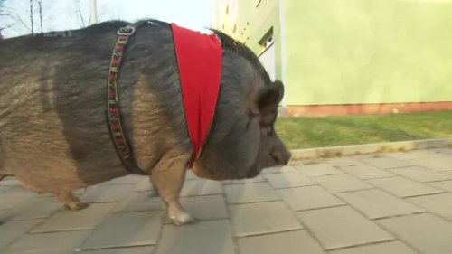 Chov (mini)prasete v bytě