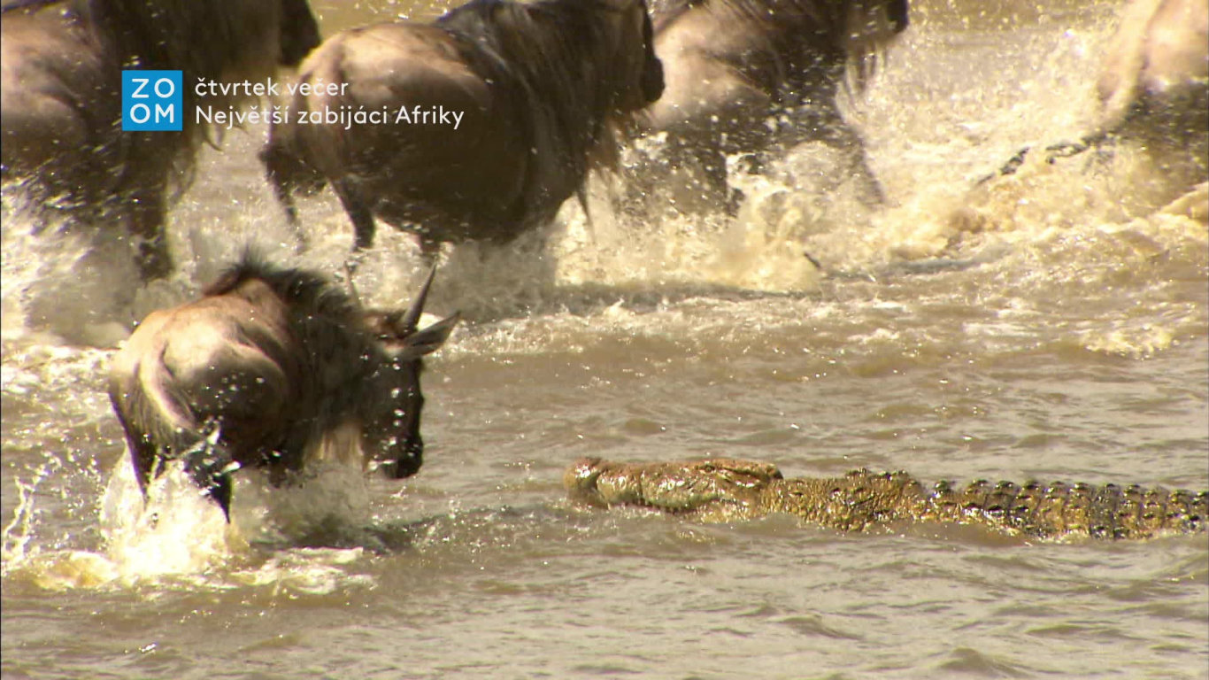 Největší zabijáci Afriky V (1) - upoutávka