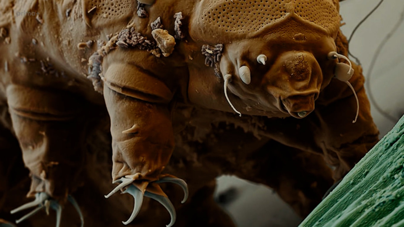 Želvušky: Nezničitelní tvorové - variabilita