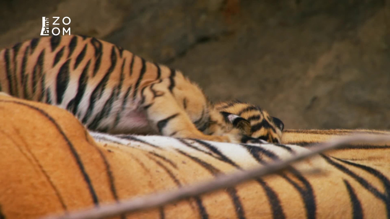 David Attenborough: Zvířecí dynastie (5) - Upoutávka HbbTV
