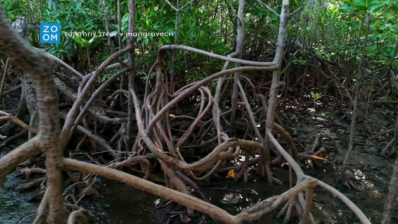 Tajemný život v mangrovech (1) - upoutávka