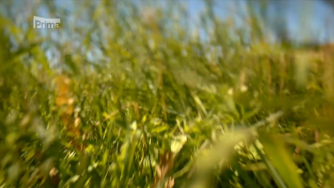 Zelená planeta 3 - za co všechno múže tráva