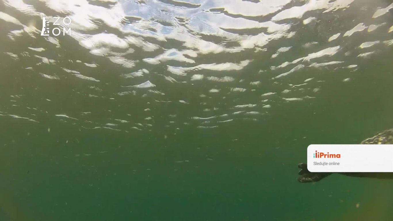 V říši jezerních tuleňů (1) - Upoutávka HbbTV