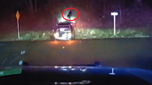 VIDEO nehody v USA: Pes po nárazu proletěl čelním sklem a utekl pryč