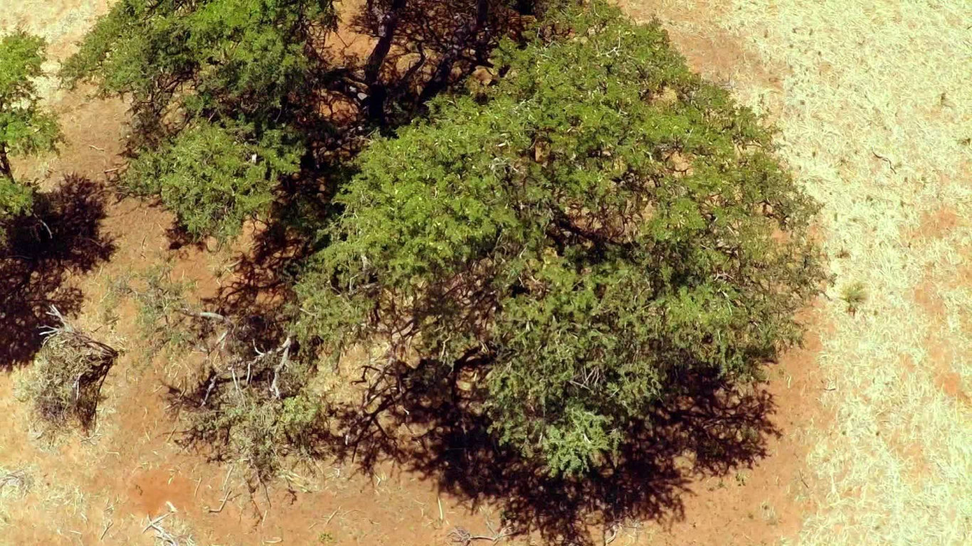 Africké životodárné stromy (1) - upoutávka
